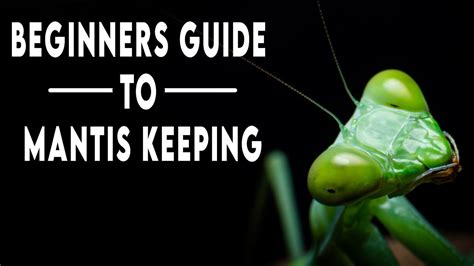 Exploring the Praying Mantis' Connection to Elemental Magick in Occult Practices
